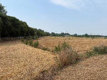淮安市洪泽区东双沟镇张庄村境内，砚临河南侧、洪三路西侧土地招租招租公告