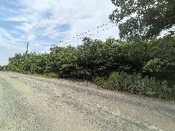 芜湖发电厂南侧（四褐山地块）苗圃栾树、石楠、冬青苗木资产转让公告(国资监测编号GR2026AH2001521)