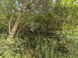 芜湖发电厂南侧（四褐山地块）苗圃栾树、石楠、冬青苗木资产转让公告(国资监测编号GR2026AH2001521)