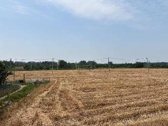 淮安市洪泽区东双沟镇张庄村境内，砚临河南侧、洪三路西侧土地招租招租公告