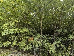 芜湖发电厂南侧（四褐山地块）苗圃栾树、石楠、冬青苗木资产转让公告(国资监测编号GR2026AH2001521)