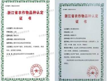 衢糯蓣1号参薯类山药新品种独家生产经营权转让
