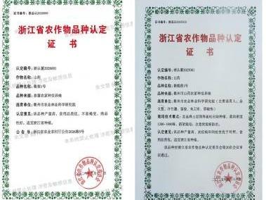 衢蓣1号参薯类山药新品种独家生产经营权转让
