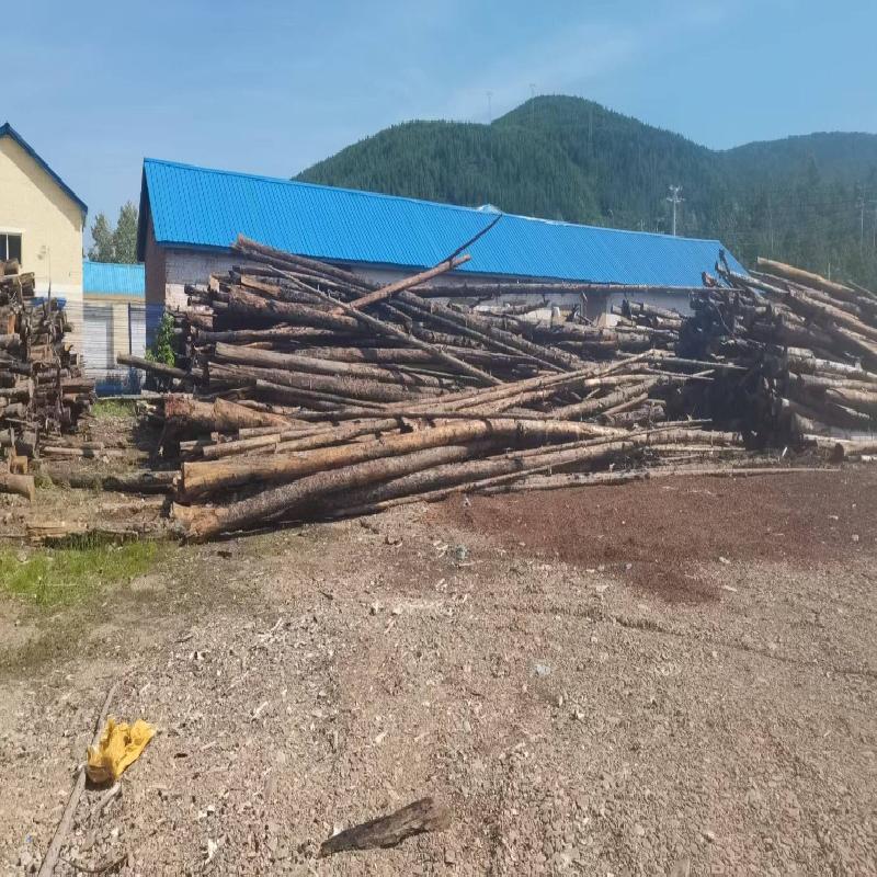 内蒙古根河市阿龙山镇约3850吨（落叶松、白桦木）森林经营可利用物木材（原条）转让