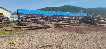 内蒙古根河市阿龙山镇约3850吨（落叶松、白桦木）森林经营可利用物木材（原条）转让