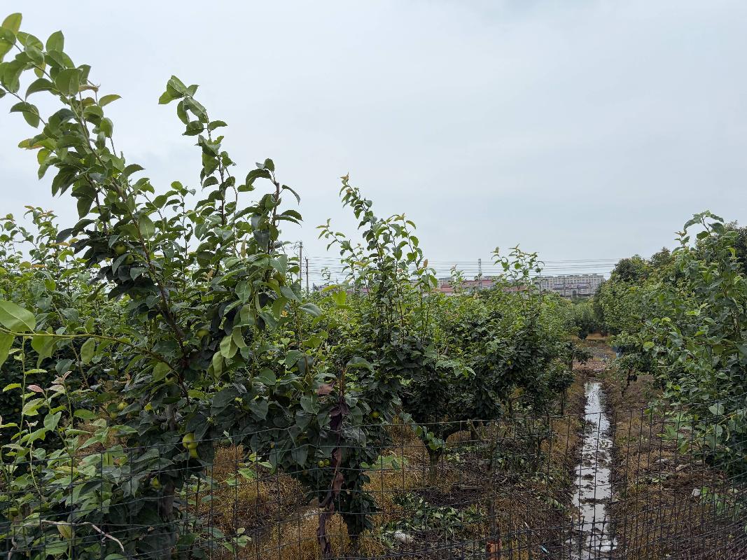 柯城区花园街道上洋村5.5亩土地公开挂牌招租