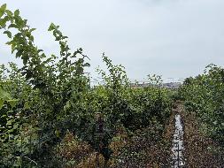 柯城区花园街道上洋村5.5亩土地公开挂牌招租(二次挂牌)