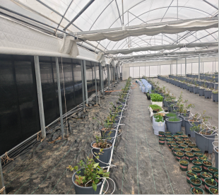 马鞍山市濮塘蓝莓种植园4年期经营权出租公告(国资监测编号GR2026AH2001633)