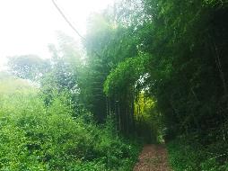 南陵县工山镇跃进村位于管家冲至火山（路上）集体山场约260亩间伐毛竹转让公告