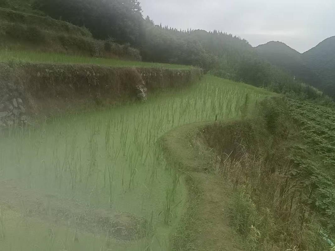 衢江区湖南镇湖南村金家山蔬菜基地公开挂牌招租