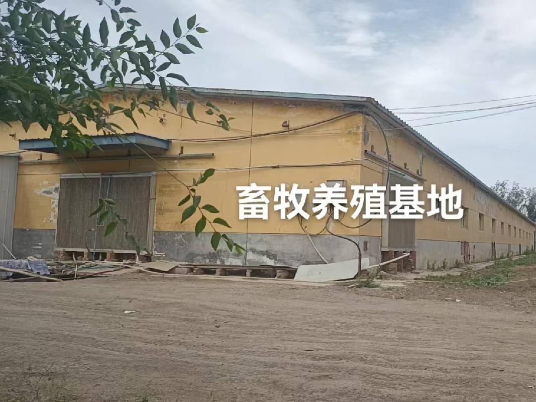 昌吉鑫茂农牧有限责任公司租赁位于昌吉市大西渠镇新渠村畜牧养殖基地及商铺