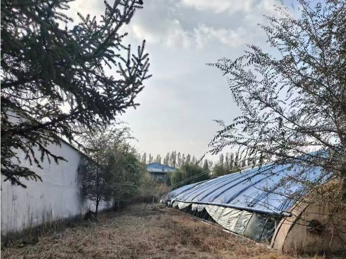 【生态环境权益】呼和浩特市赛罕区呼锡公路西侧生态园大棚公开租赁 大棚一号：3354元/季度(国资监测编号GR2026NM1003123)