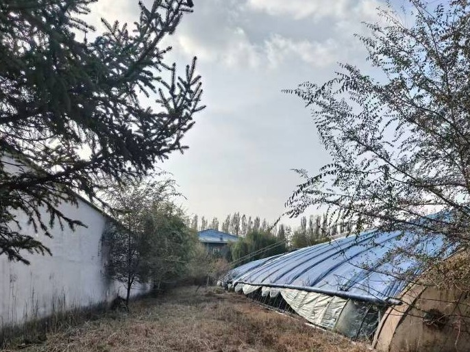 【生态环境权益】呼和浩特市赛罕区呼锡公路西侧生态园大棚公开租赁 大棚四号：3048元/季度(国资监测编号GR2026NM1003126)