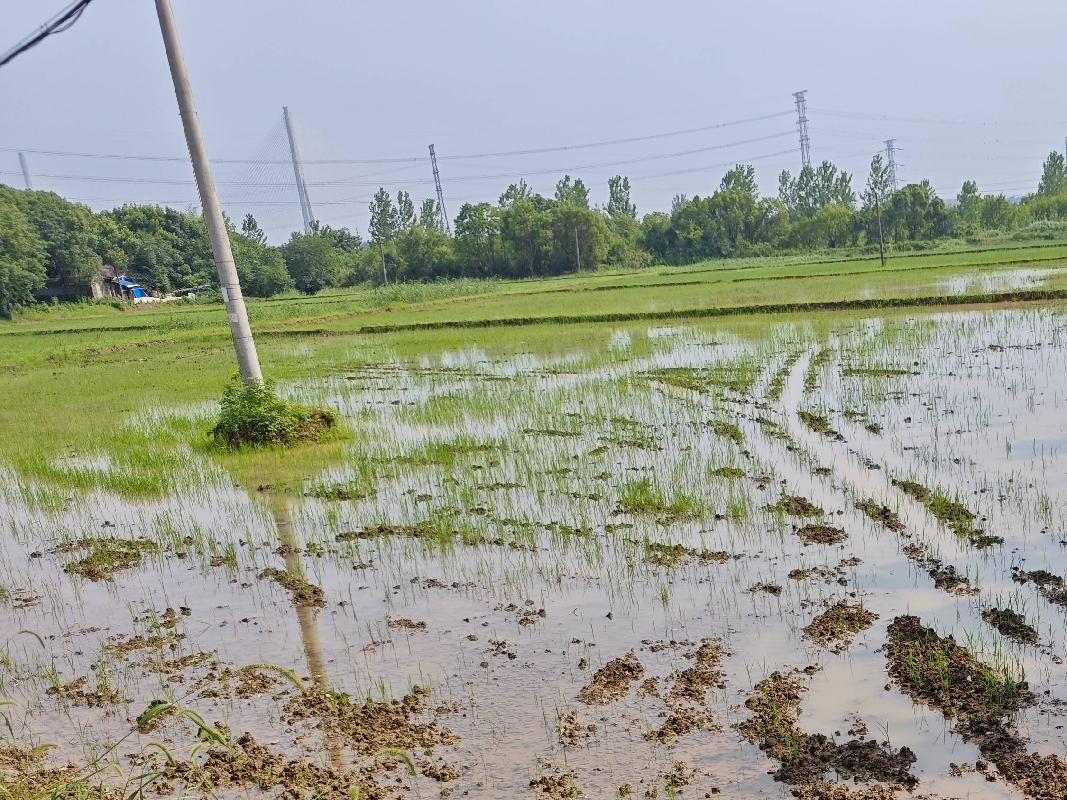 芜湖三山经济开发区高安街道泥埠社区约995.47亩土地经营权出租公告