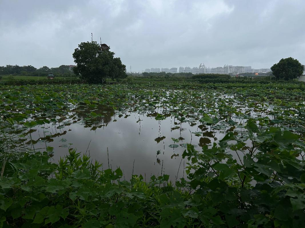 衢江区浮石街道浮东村荷花塘土地公开挂牌招租
