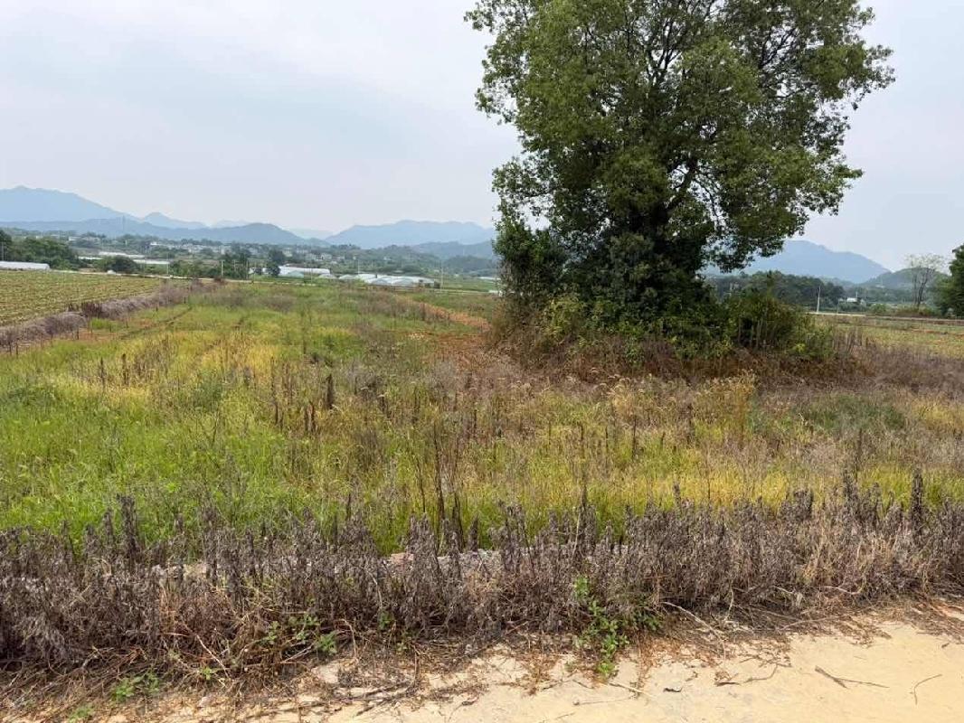 衢江区莲花镇外黄村茅铺山土地公开挂牌招租