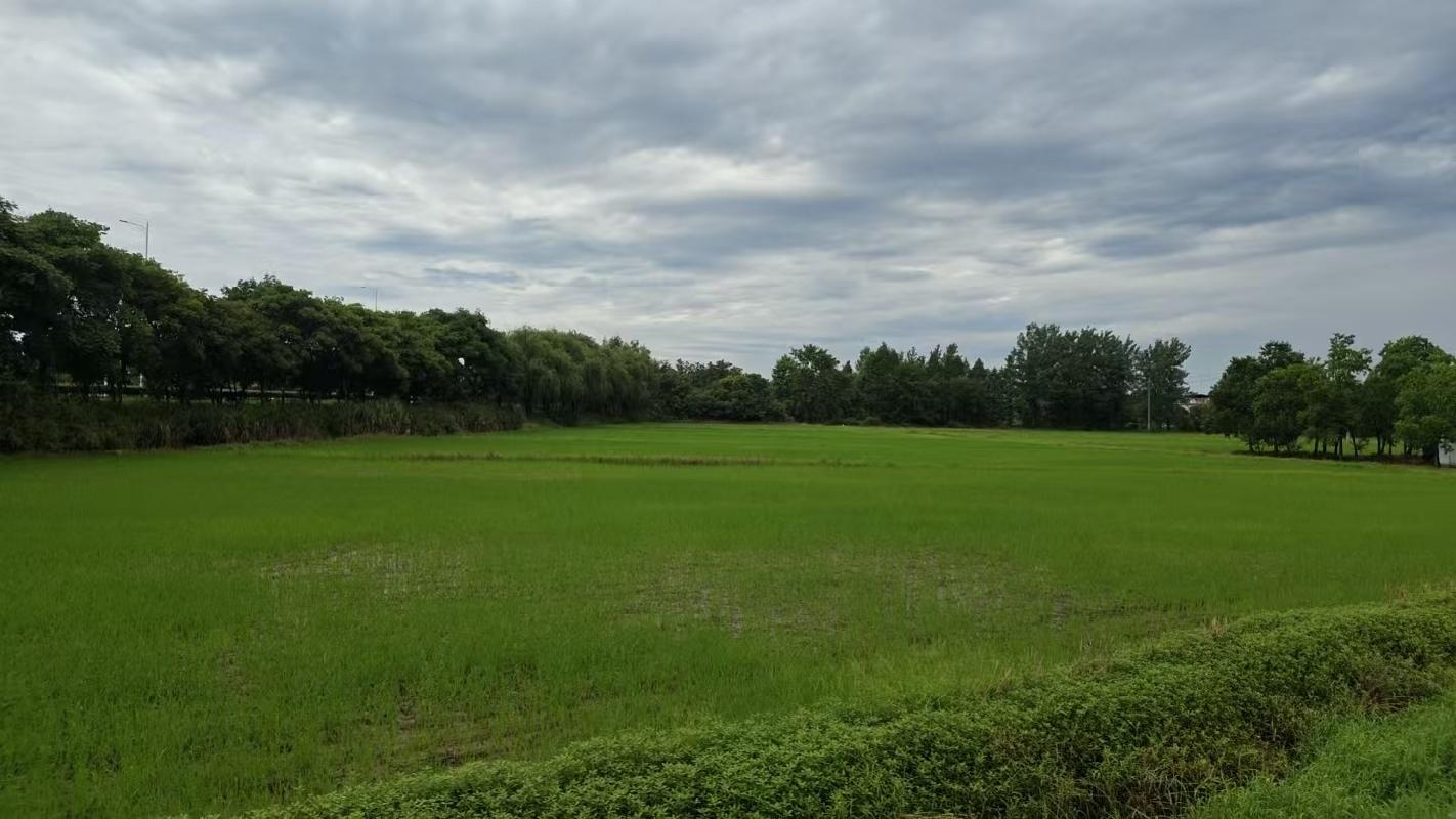 南陵县弋江镇新陶村约3610亩土地10年期经营权出租公告
