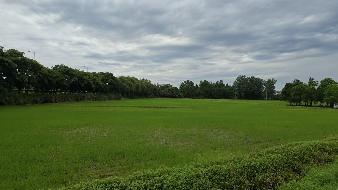 南陵县弋江镇新陶村约3610亩土地10年期经营权出租公告