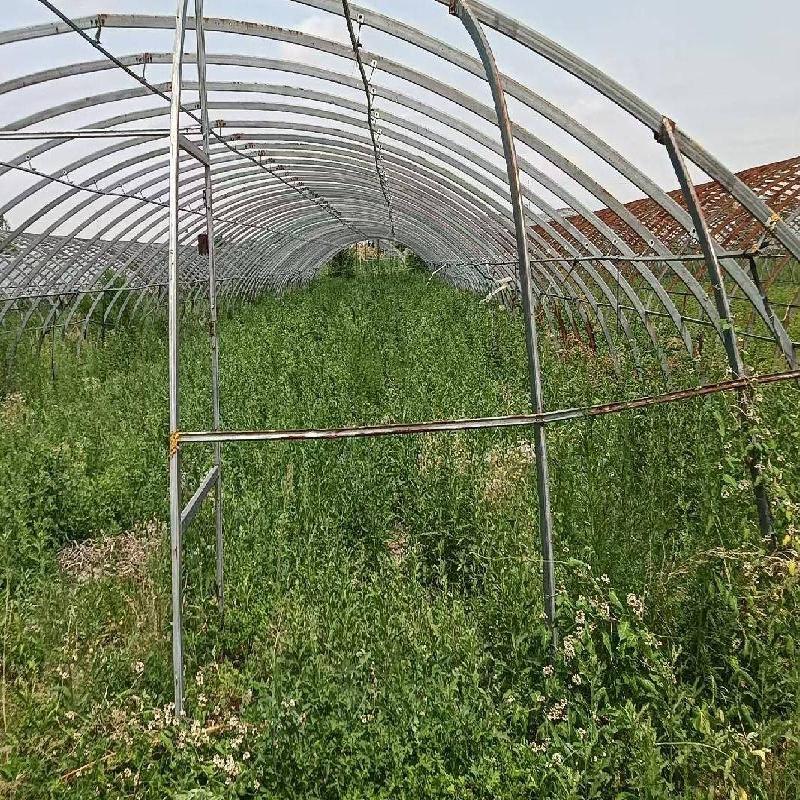 那吉屯农牧场第三连队（现代农牧业）36处塑料大棚，塑料大棚第一区（棚号：0102-0111）、塑料大棚第二区（棚号：0204-0206、0208、0212、0214、0215）、塑料大棚第三区（棚号：0313-0331）整体出租（租金底价：27000.00元/年，租期一年）(国资监测编号GR2026NM1003617)