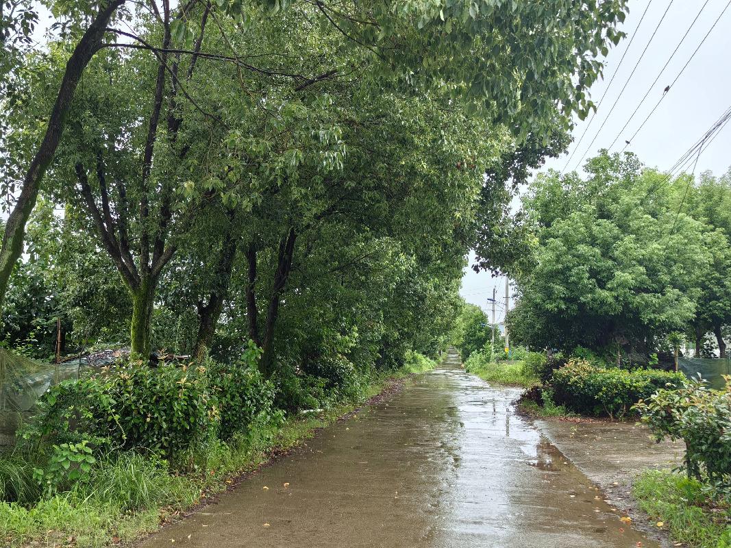 [芜湖市]无为市洪巷镇卫国村洪卫路两侧香樟树转让公告