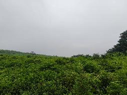 无为市牛埠镇临湖村芦塘山茶树及林地使用权出租公告
