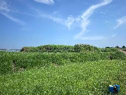 衢江区莲花镇朱杨村原千亩方项目土地公开挂牌招租