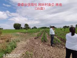 内蒙古农商行扎赉特旗支行位于扎赉特旗音德尔镇团结村约35亩林地经营权出租（租金底价2870.00元，租期自合同签订之日起至2026年12月31日）
