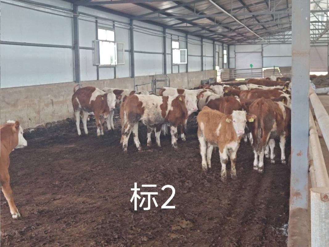 扎赉特旗华昇农牧业投资有限责任公司一批（共340头）活体西门塔尔牛分别转让