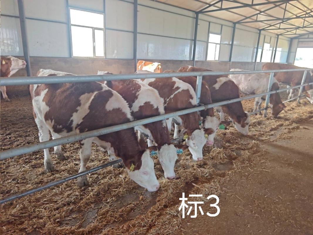扎赉特旗华昇农牧业投资有限责任公司一批（共340头）活体西门塔尔牛分别转让