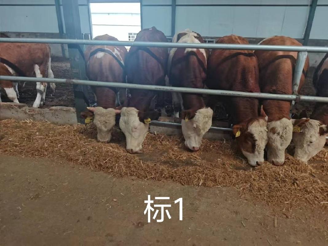 扎赉特旗华昇农牧业投资有限责任公司一批（共340头）活体西门塔尔牛分别转让