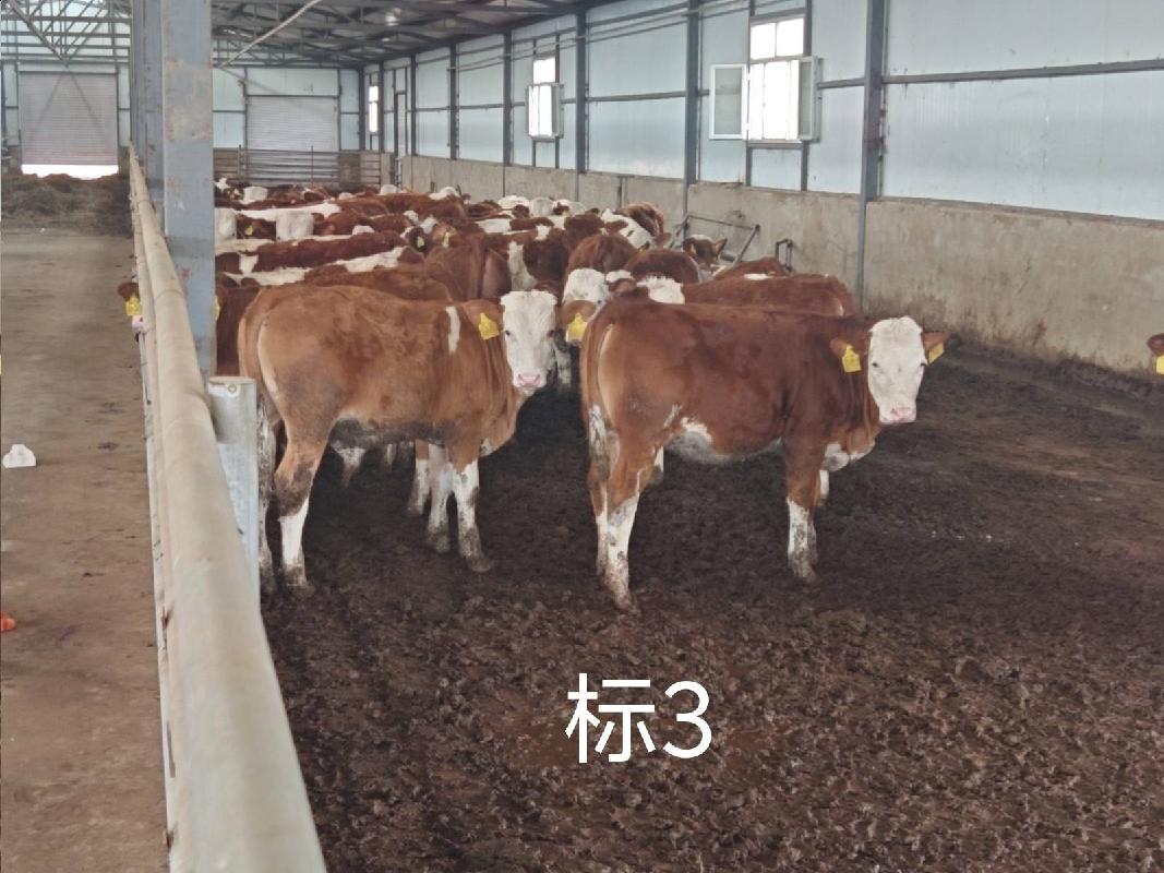 扎赉特旗华昇农牧业投资有限责任公司一批（共340头）活体西门塔尔牛分别转让