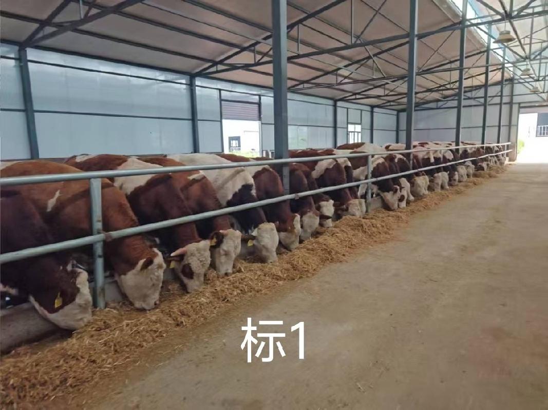 扎赉特旗华昇农牧业投资有限责任公司一批（共340头）活体西门塔尔牛分别转让