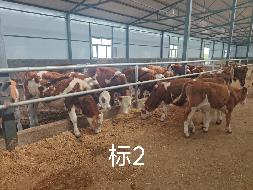 扎赉特旗华昇农牧业投资有限责任公司一批（共340头）活体西门塔尔牛分别转让