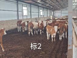 扎赉特旗华昇农牧业投资有限责任公司一批（共340头）活体西门塔尔牛分别转让