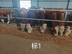 扎赉特旗华昇农牧业投资有限责任公司一批（共340头）活体西门塔尔牛分别转让