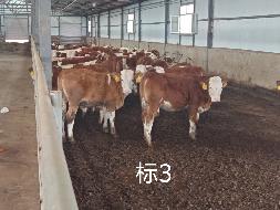 扎赉特旗华昇农牧业投资有限责任公司一批（共340头）活体西门塔尔牛分别转让