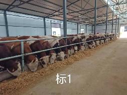 扎赉特旗华昇农牧业投资有限责任公司一批（共340头）活体西门塔尔牛分别转让