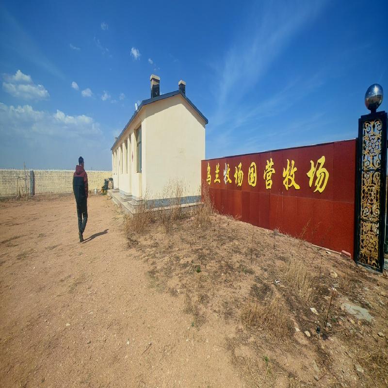 乌兰察布市四子王旗乌兰牧场肉羊养殖场公开招租（年租金底价：103335.00元/年，租期：3年）(国资监测编号GR2026NM1003389)