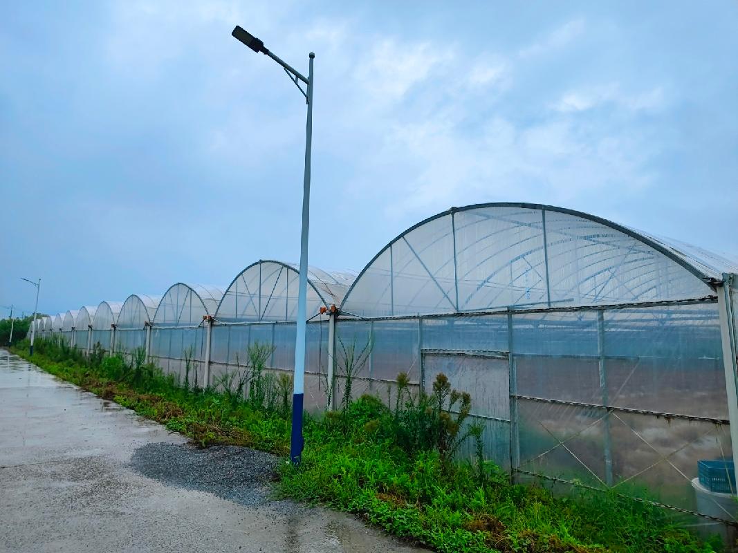 芜湖市湾沚区红杨镇团坝村1个连栋温室大棚出租公告