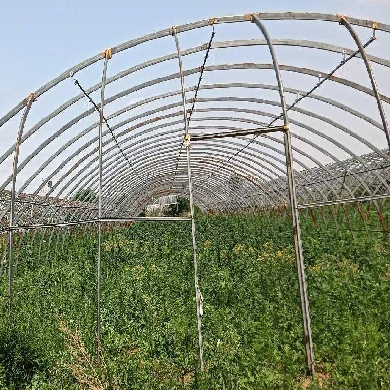 那吉屯农牧场第七连队（现代农牧业）2处塑料大棚，第八区（棚号：0830、0831）整体出租（租金底价：1500.00元/年，租期一年）(国资监测编号GR2026NM1003607)