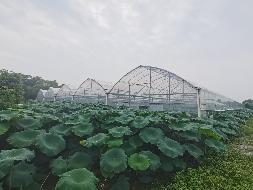芜湖市湾沚区六郎镇万锹村1处连栋钢架大棚及周边约16.26亩土地经营权出租公告
