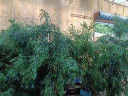 天宁区夏凉路1号转让公告