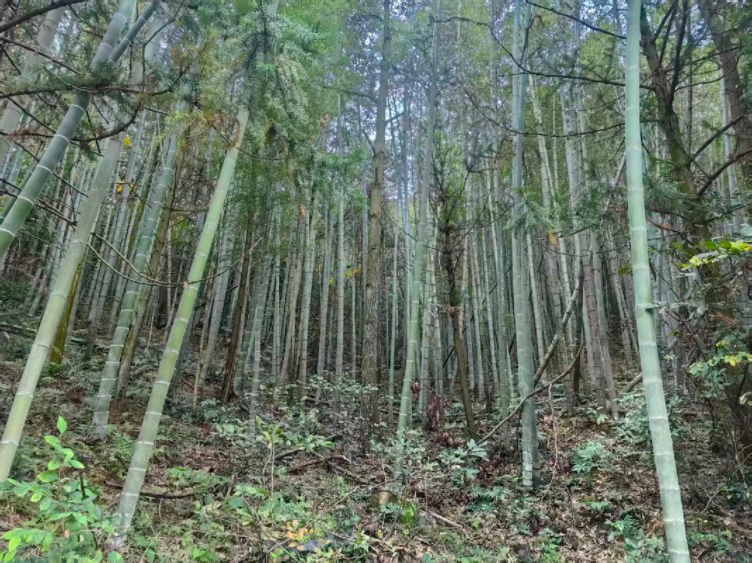 南陵县工山镇戴汇村约500亩林地使用权出租公告（二次挂牌）
