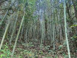 南陵县工山镇戴汇村约500亩林地使用权出租公告（二次挂牌）