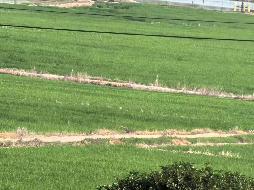 芜湖市弋江区马塘街道平山社区小荆山约159亩土地经营权出租公告