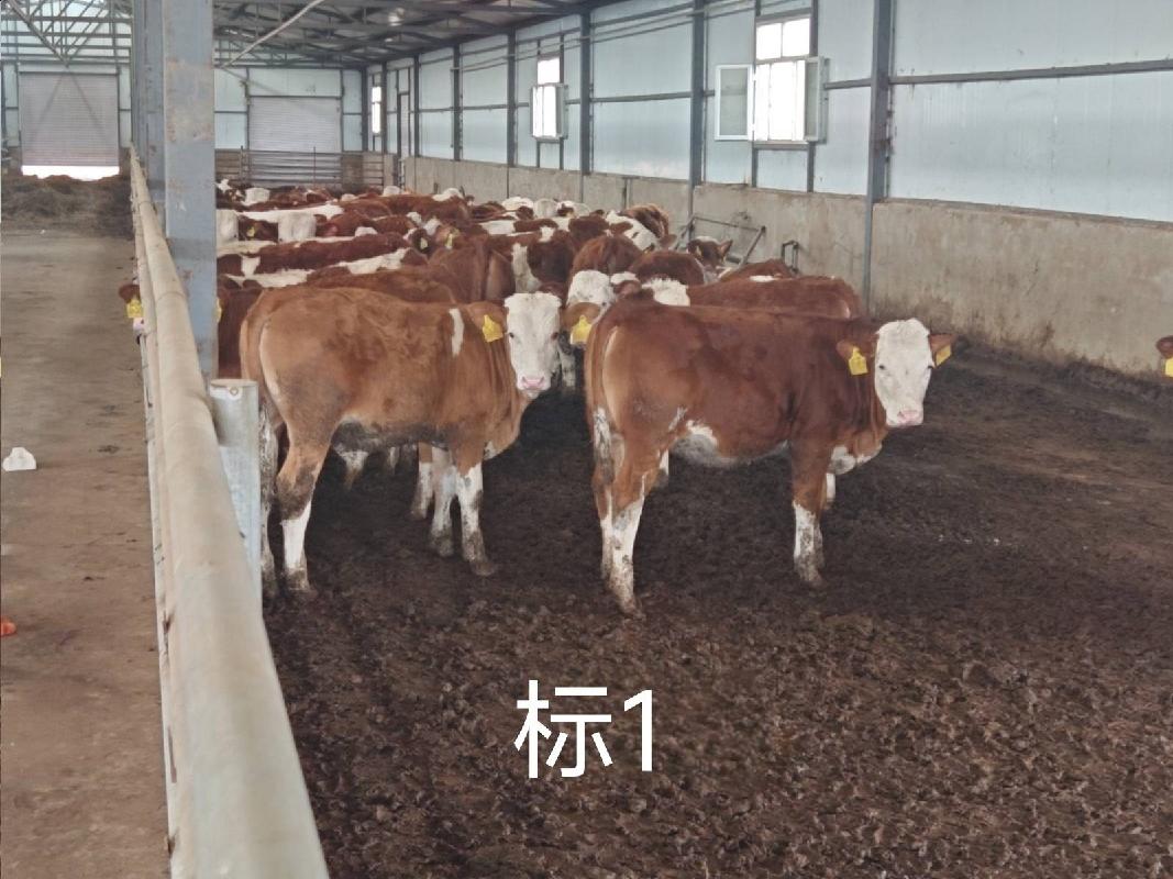 扎赉特旗华昇农牧业投资有限责任公司一批（共220头）活体西门塔尔牛分别转让