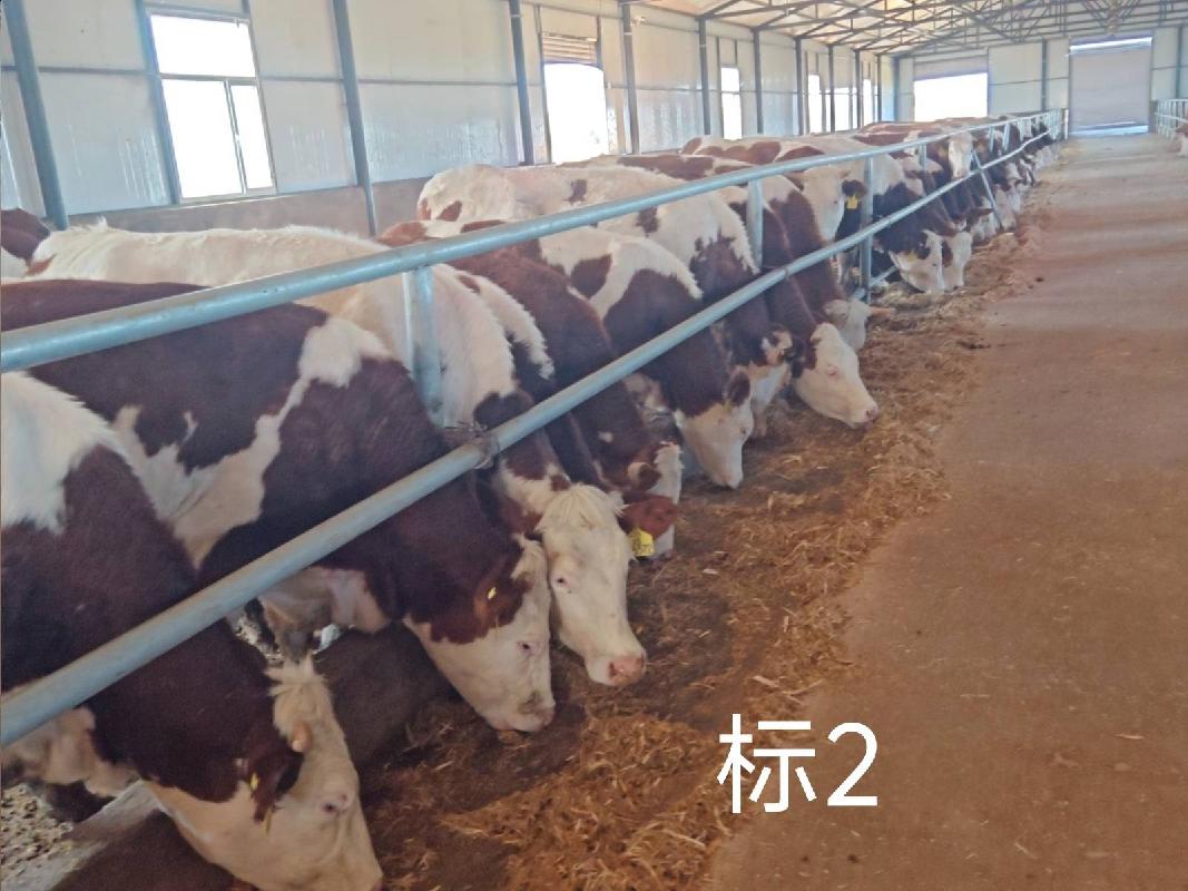 扎赉特旗华昇农牧业投资有限责任公司一批（共220头）活体西门塔尔牛分别转让