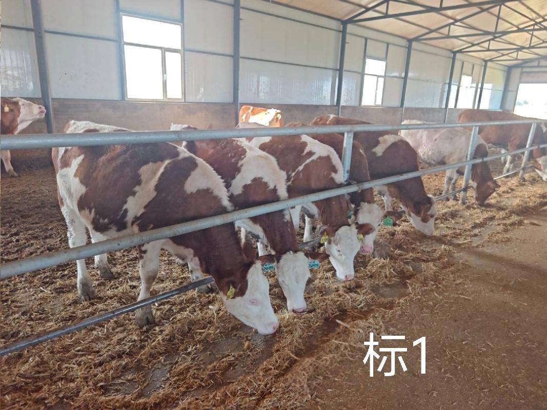 扎赉特旗华昇农牧业投资有限责任公司一批（共220头）活体西门塔尔牛分别转让