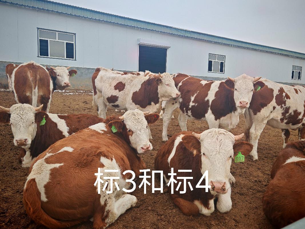 扎赉特旗华昇农牧业投资有限责任公司一批（共220头）活体西门塔尔牛分别转让