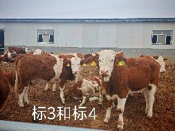 扎赉特旗华昇农牧业投资有限责任公司一批（共220头）活体西门塔尔牛分别转让
